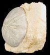 Displayable Fossil Sea Urchin (Clypeus) - England #65854-1